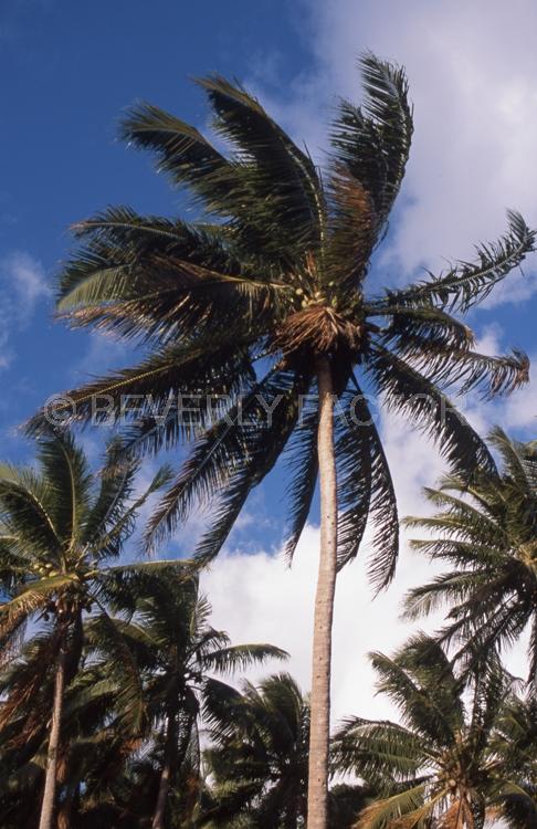 Islands;Fiji;palm tree;blue sky clouds